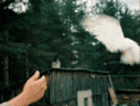 3jpvD6iA.gif