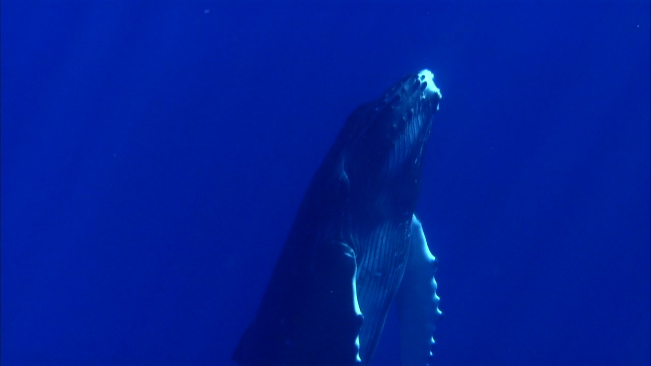  .     / Humpbacks. From Fire to Ice (Error file format: .jpg)