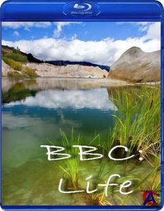 BBC:  / BBC: Life