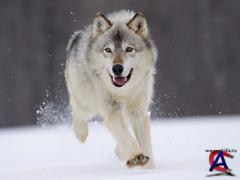 Web Pack 1