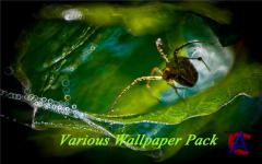     - Various Wallpaper Pack