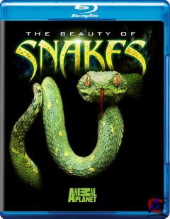 ANIMAL -   / The Beauty Of Snakes HD