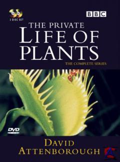 BBC:    / Private Life of Plants, The
