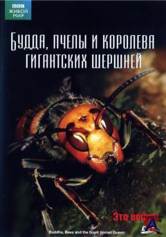 BBC:  . ,      / The Natural World. Buddha Bees and the Giant Hornet Queen