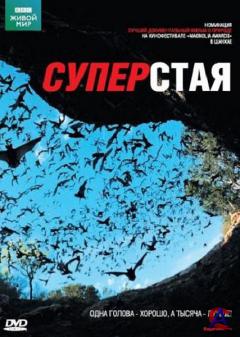 BBC:  .  / BBC: The Natural World. Superswarms