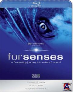   / Blu-elements: Forsenses
