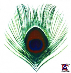 XTC - Apple Venus Volume 1