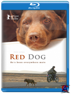   / Red Dog