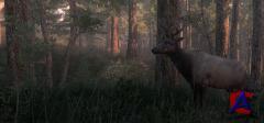 The Hunter
