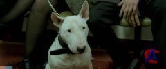    / Danny the Dog
