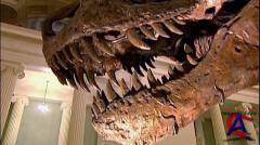 :   ? / T. Rex  Warrior or Wimp?