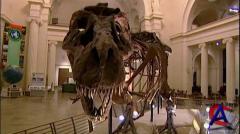 :   ? / T. Rex  Warrior or Wimp?