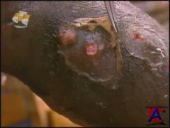 BBC:     / BBC: Body snatchers 3 