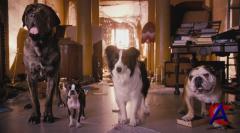    / Hotel for Dogs