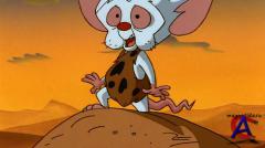    / Pinky and the Brain 2 
