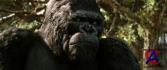   / King Kong
