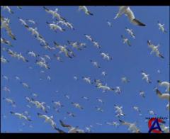 BBC:  .    ( 3) / BBC: Journey Of Life