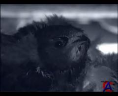 BBC:  .    ( 3) / BBC: Journey Of Life
