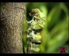 BBC:  .    ( 3) / BBC: Journey Of Life