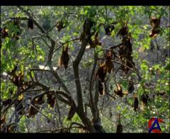 BBC:  .    ( 3) / BBC: Journey Of Life