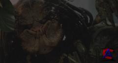  / Predator [HD]