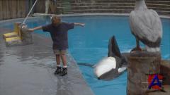   / Free Willy