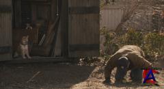 :    / Hachiko: A Dogs Story