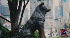 :    / Hachiko: A Dogs Story