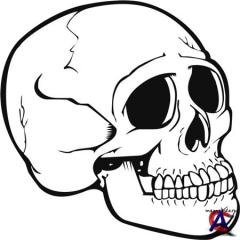      ( Photoshop)
