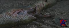  2:     / Anacondas: The Hunt for the Blood Orchid [HD]