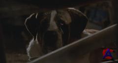 / Cujo [HD]