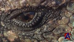 BBC:  / Galapagos