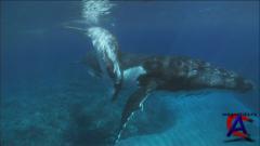 BBC:   / Planet Earth [HD 1080/720]