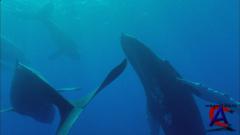 BBC:  -   / BBC: Earth - The Power of the Planet [HD]