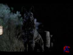  / The Breed
