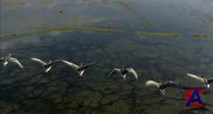  / Le peuple migrateur