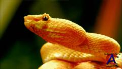ANIMAL -   / The Beauty Of Snakes HD