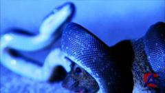 ANIMAL -   / The Beauty Of Snakes HD