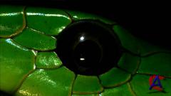 ANIMAL -   / The Beauty Of Snakes HD