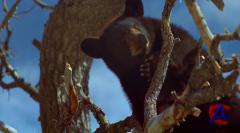  / Bears