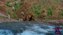  / Bears