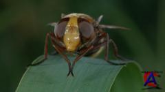  / Microcosmos: Le peuple de lherbe