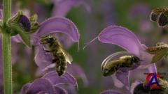  / Microcosmos: Le peuple de lherbe