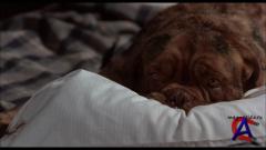    / Turner & Hooch