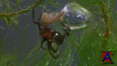  / Microcosmos: Le peuple de lherbe