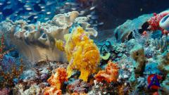 IMAX -    / IMAX - Under the Sea