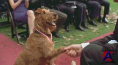   / Firehouse Dog