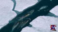 BBC:    /    / Natures Great Events (1 )