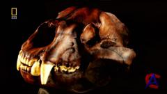 NG -   / National Geographic - Evolutions