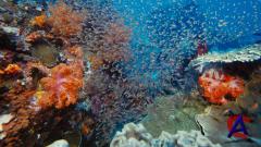 IMAX -    / IMAX - Under the Sea